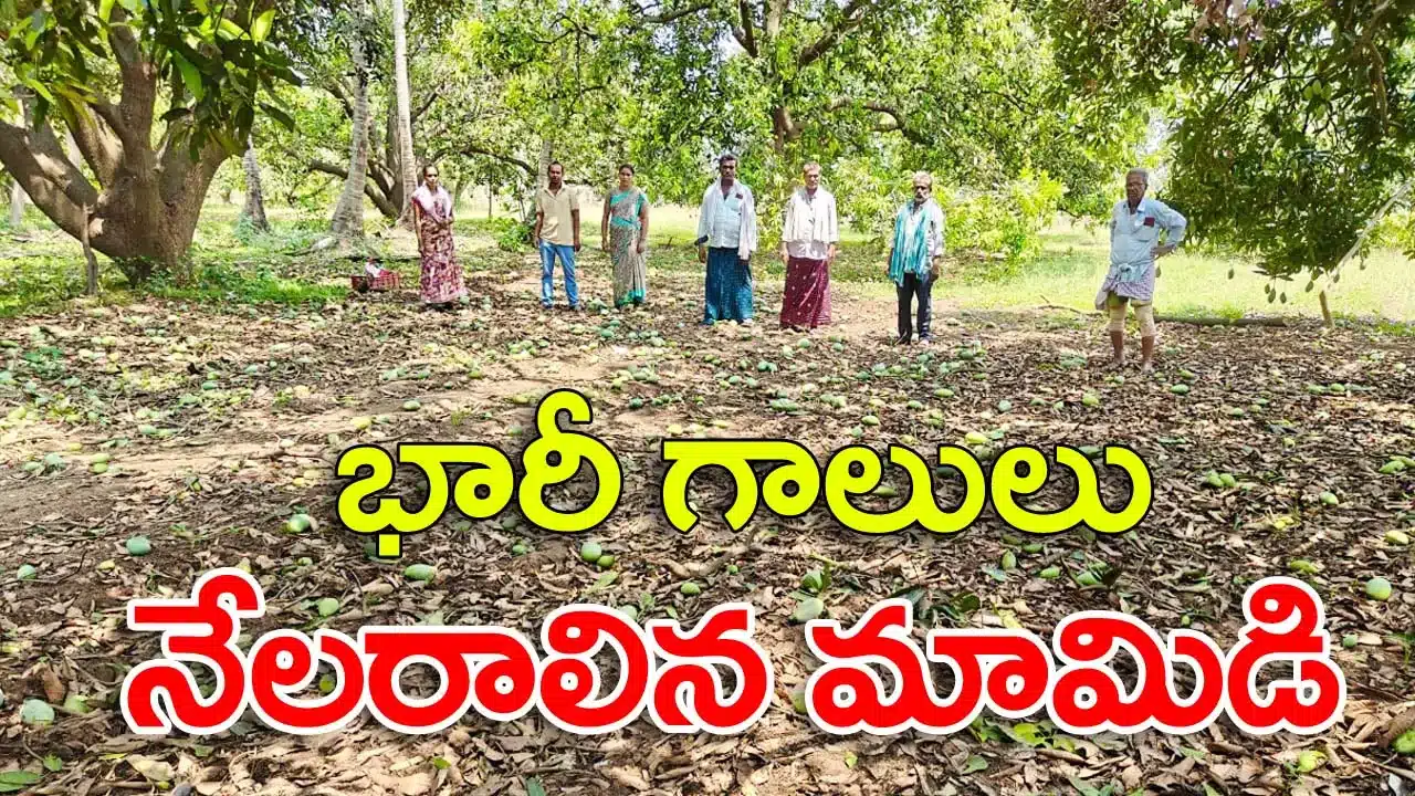 Mango farmers protest in Mailavaram after cyclone damage
