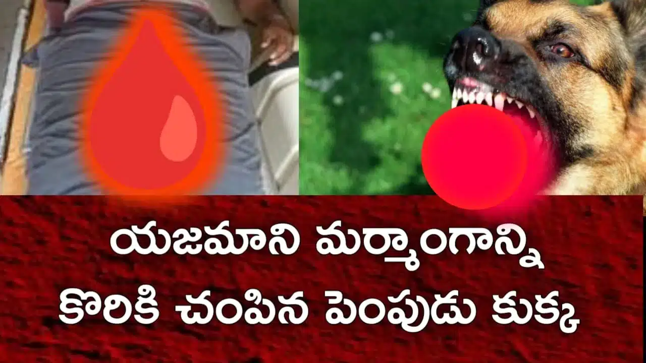 Hyderabad Dog Attack