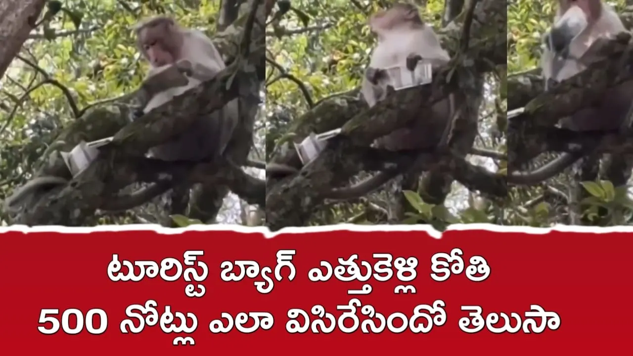 monkey steals tourist bag